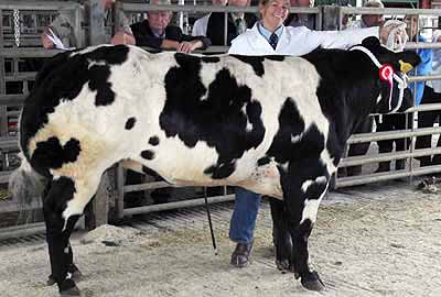 Class 7 Winner Glenrock Cupid from J Timm